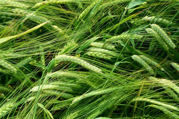 Cebada en maduración en el campo — Foto de Stock