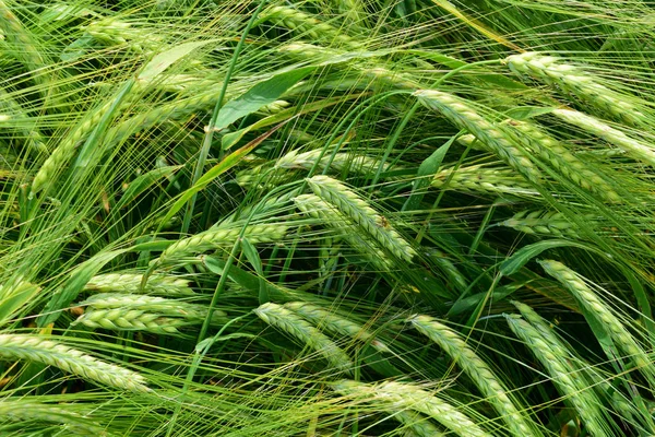 Cebada en maduración en el campo — Foto de Stock