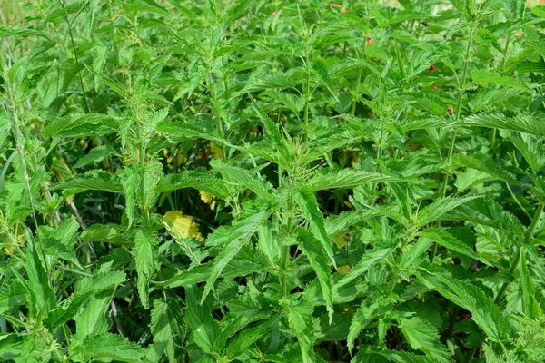 konopí (cannabis) v kbelíku