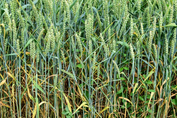 Groene tarwe teelt — Stockfoto