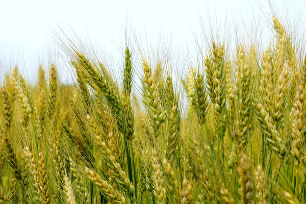 Segale stagionante sul campo — Foto Stock