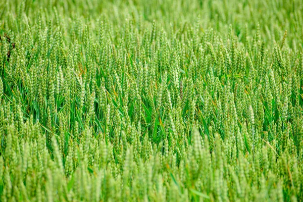 Cultivo de trigo verde — Foto de Stock