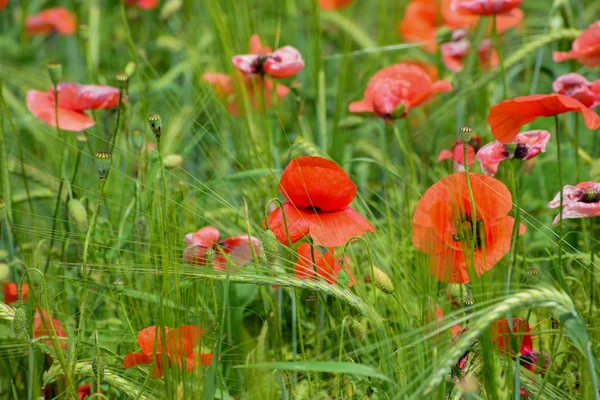 Papaveri nel campo — Foto Stock