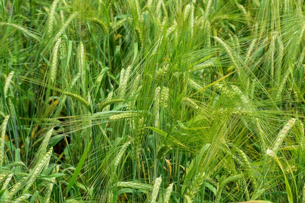 Cebada en maduración en el campo — Foto de Stock