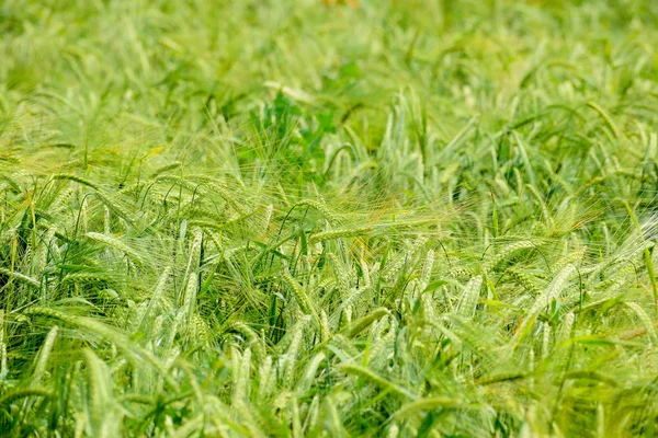 Cebada en maduración en el campo — Foto de Stock