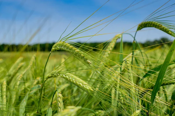 フィールド上の大麦を熟す — ストック写真