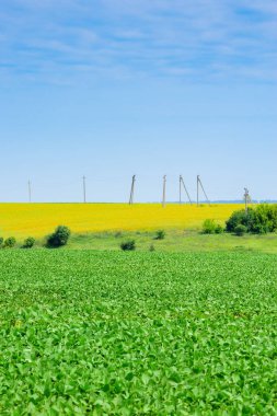 Soya fasulyesi sahada
