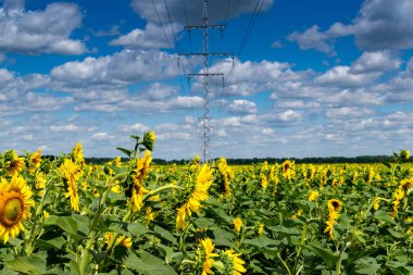 Ayçiçeği ve Powerline