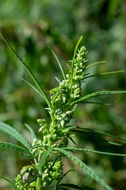 Kenevir bitki kapatmak