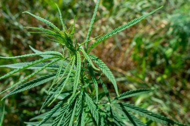 Kenevir bitki kapatmak