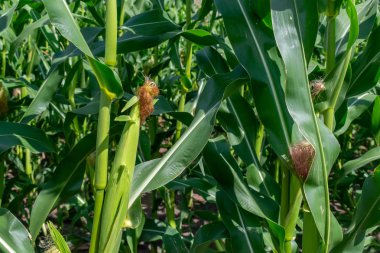 Yeşil mısır tarlası