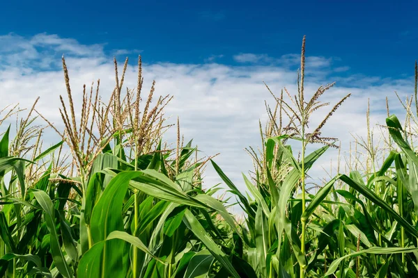 Yeşil mısır tarlası
