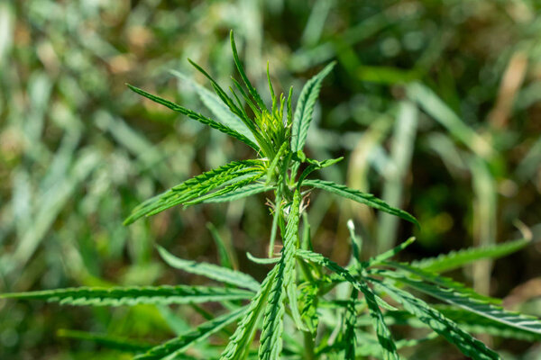 Hemp plant closeup