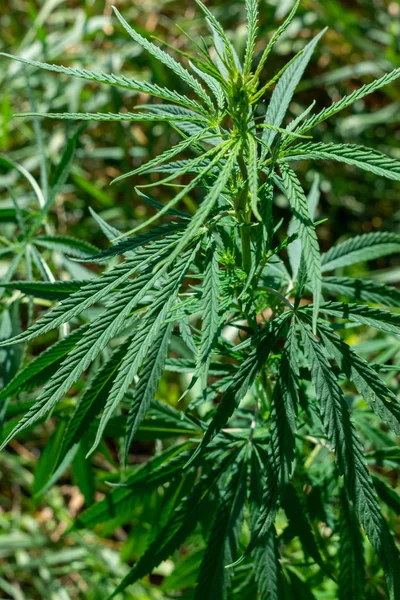 Kenevir bitki kapatmak