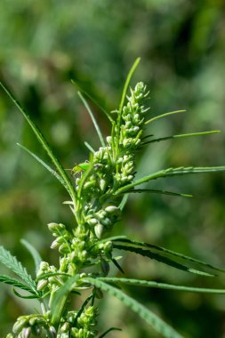 Kenevir bitki kapatmak