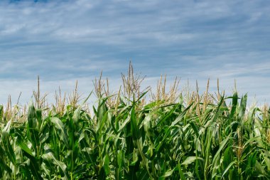 Yeşil mısır tarlası