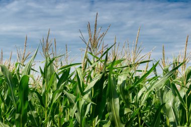 Yeşil mısır tarlası
