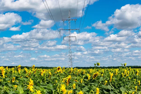 Słoneczniki i PowerLine — Zdjęcie stockowe