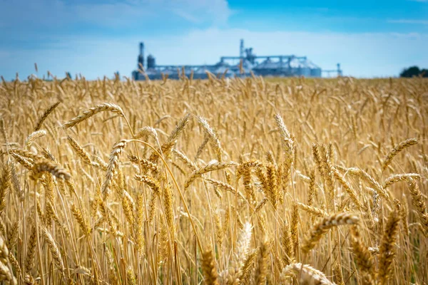 Campo di frumento — Foto Stock