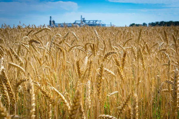 Tarweveld — Stockfoto