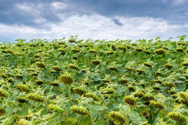 Sahada ayçiçeklerinin olgunlaşması