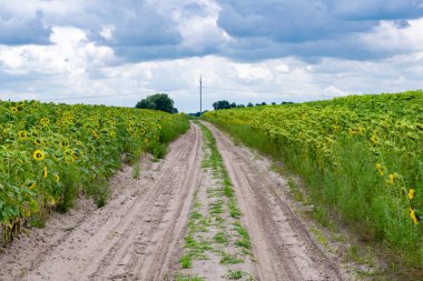Ayçiçeği alanında yol
