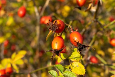 Olgun yaban mersini meyveleri