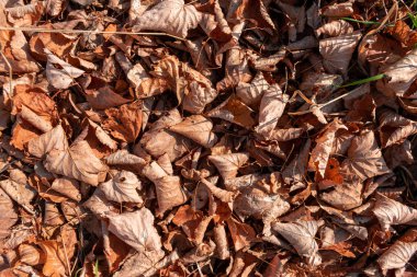 sonbahar yaprakları arka plan