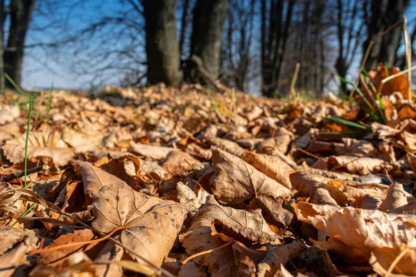 Gefallene Herbstblätter — Stockfoto