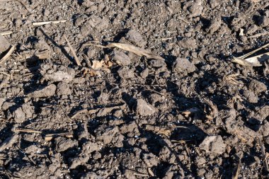 Toprak gübre ile kaplanmış. Yakın plan.