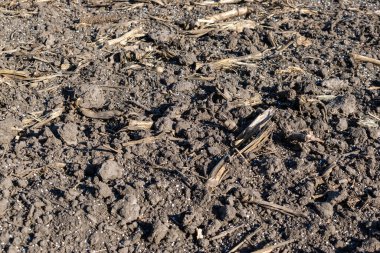 Toprak gübre parçacıklarıyla kaplı.