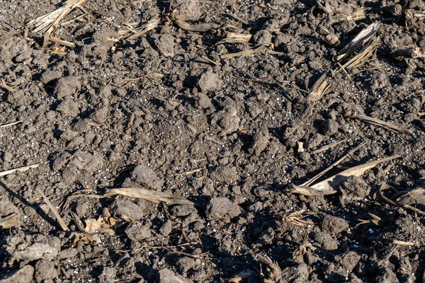 Soil Field Covered Chemical Fertilizer Pellets Closeup — Stock Photo, Image