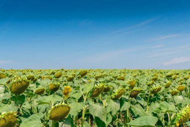 Yazın çiçek açan ayçiçeği tarlası