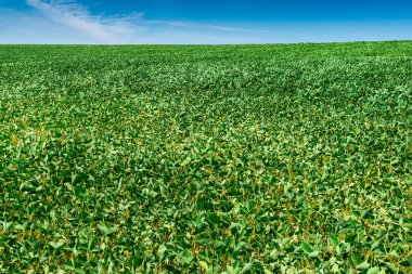 Yazın yeşil bitkilerle bezelye tarlası