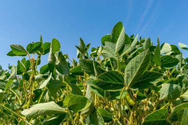 Yazın yeşil bitkilerle bezelye tarlası