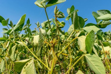 Yazın yeşil bitkilerle bezelye tarlası
