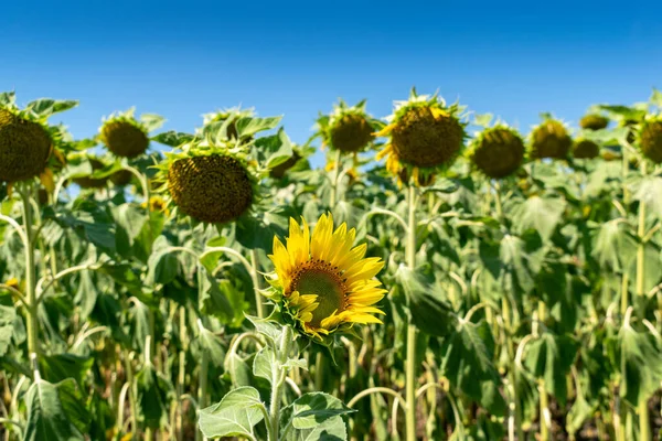 Yazın çiçek açan ayçiçeği tarlası