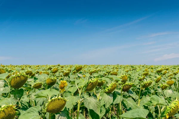 Yazın çiçek açan ayçiçeği tarlası