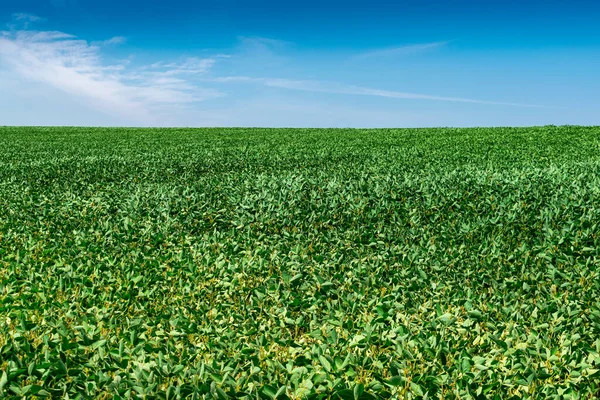 Yazın yeşil bitkilerle bezelye tarlası