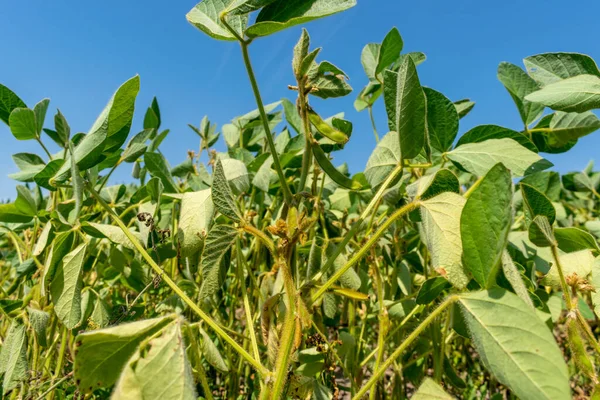 Yazın yeşil bitkilerle bezelye tarlası