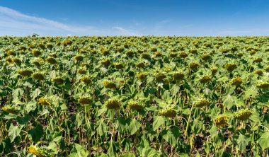 Yazın çiçek açan ayçiçeği tarlası