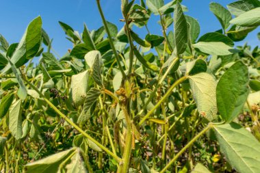 Yazın yeşil bitkilerle bezelye tarlası