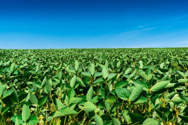 Yazın yeşil bitkilerle bezelye tarlası