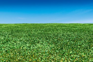 Yazın yeşil bitkilerle bezelye tarlası