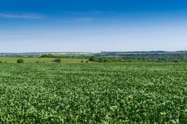 Yazın yeşil bitkilerle bezelye tarlası