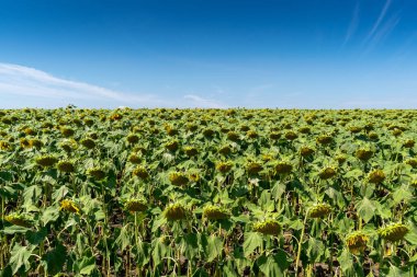 Yazın çiçek açan ayçiçeği tarlası