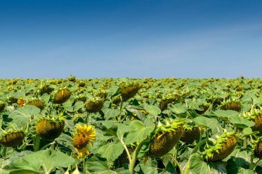 Yazın çiçek açan ayçiçeği tarlası
