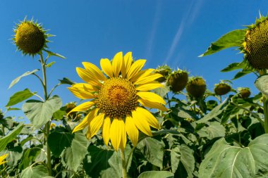 Yazın çiçek açan ayçiçeği tarlası