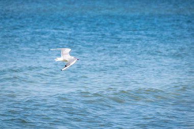 Martı yazın mavi denizin üzerinde uçuyor.