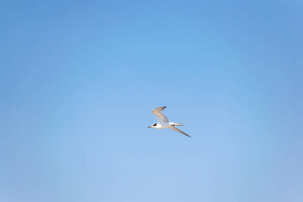 Seagulls in flight in blue summer sky